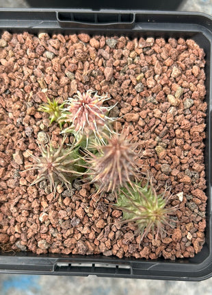 Huernia piliansii