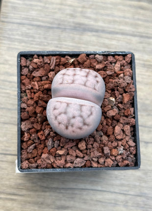 Lithops karasmontana “Mickbergensis”