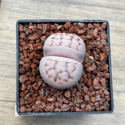 Lithops karasmontana “Mickbergensis”