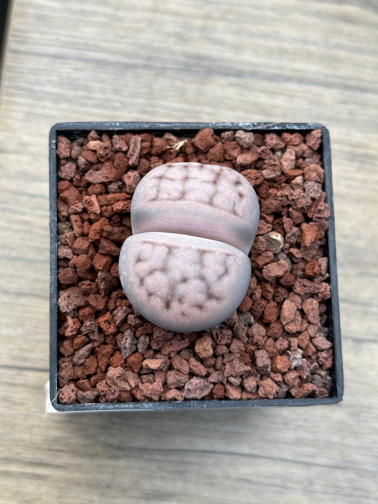 Lithops karasmontana “Mickbergensis”