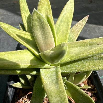 x Gasteraloe 'Green Ghost’