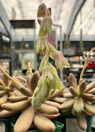 Pachysedum ´Captain Jessop´