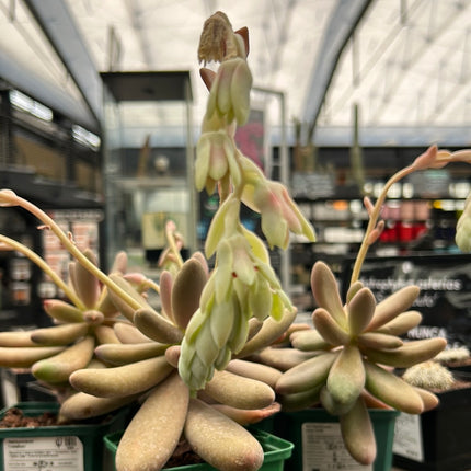 Pachysedum 'Captain Jessop'