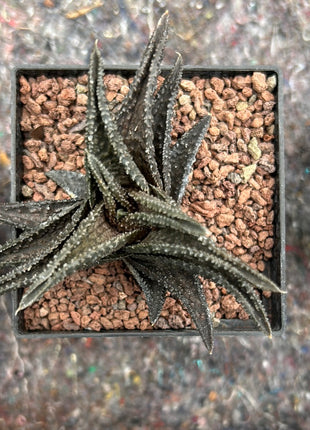 Haworthiopsis 'Onigawara'