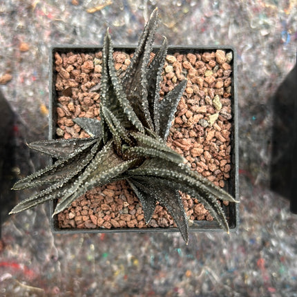 Haworthiopsis 'Onigawara'
