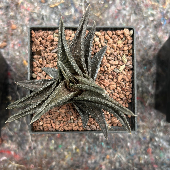 Haworthiopsis 'Onigawara'