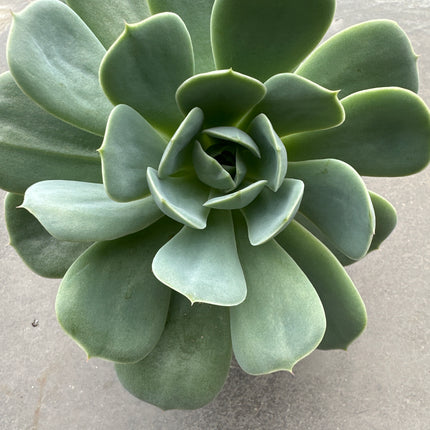 Echeveria 'Mont blanc' | La Rosa blanca de los Alpes
