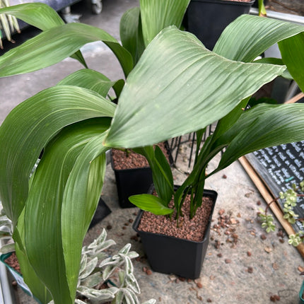 Aspidistra elatior