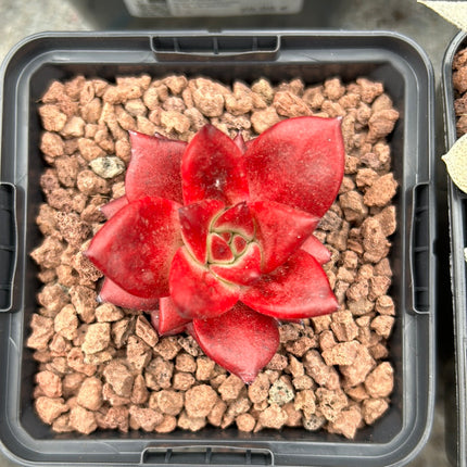 Echeveria agavoides 'Red Robin'