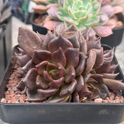 Echeveria ‘Black Princess’