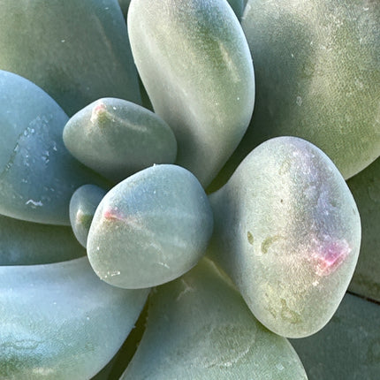 Graptopetalum amethystinum | La Joya de amatista