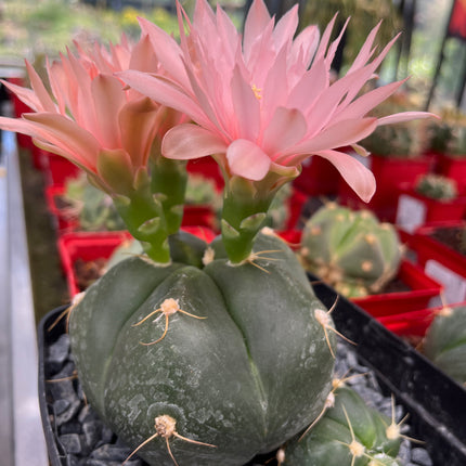 Gymnocalycium horstii