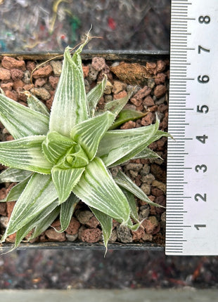 Haworthia cymbiformis 'Grey ghost'