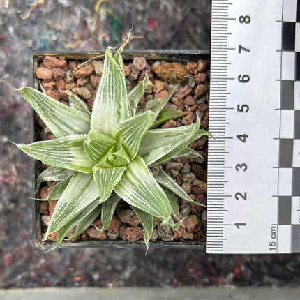 Haworthia „Grey Ghost“