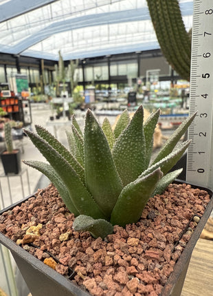 Haworthiopsis 'Aligator Skin'