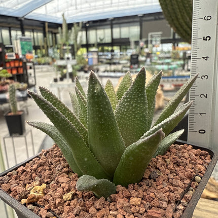 Haworthiopsis 'Aligator Skin'