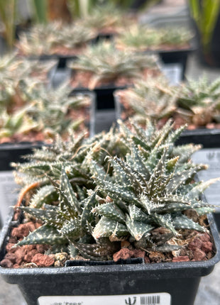 Aloe 'Pepe'