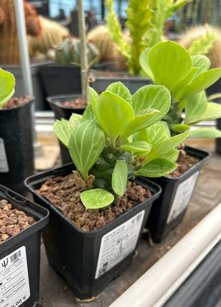 Euphorbia ritchiei subsp. nyambensis