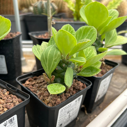 Euphorbia ritchei subsp. nyambensis