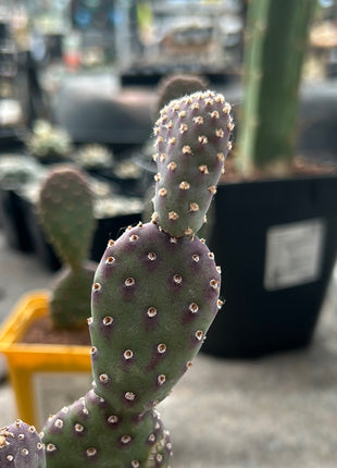 Opuntia Basilaris