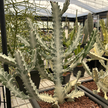 Euphorbia lactea var. Alba