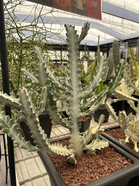 Euphorbia lactea var. Alba
