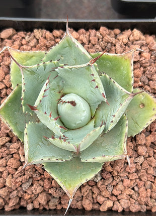 Agave Potatorum