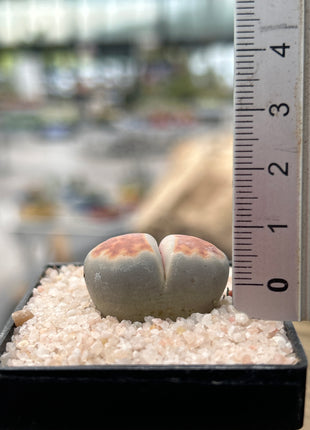 Lithops karasmontana