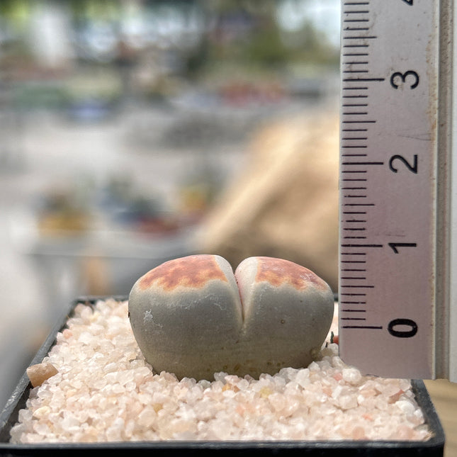 Lithops karasmontana