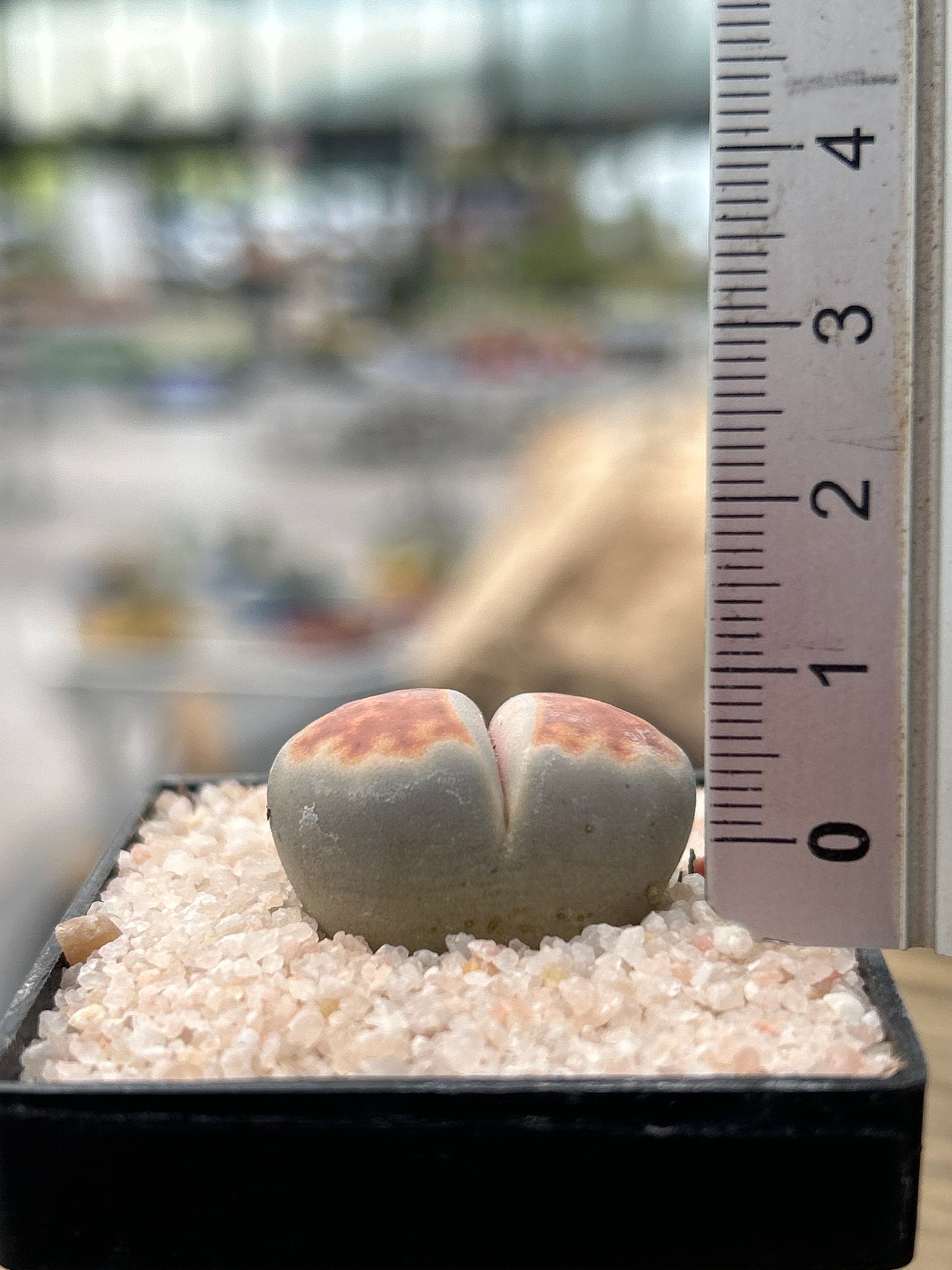 Lithops karasmontana