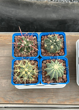 Desert PACK Ferocactus