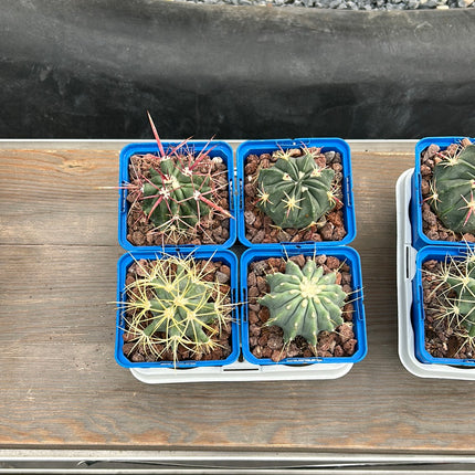 Desert PACK Ferocactus