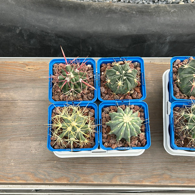 Desert PACK Ferocactus