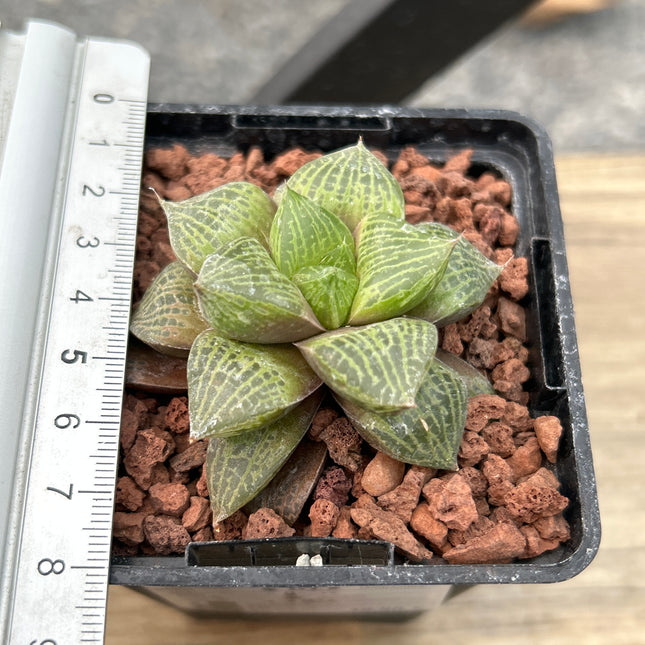 Haworthia „Perle des Taus“
