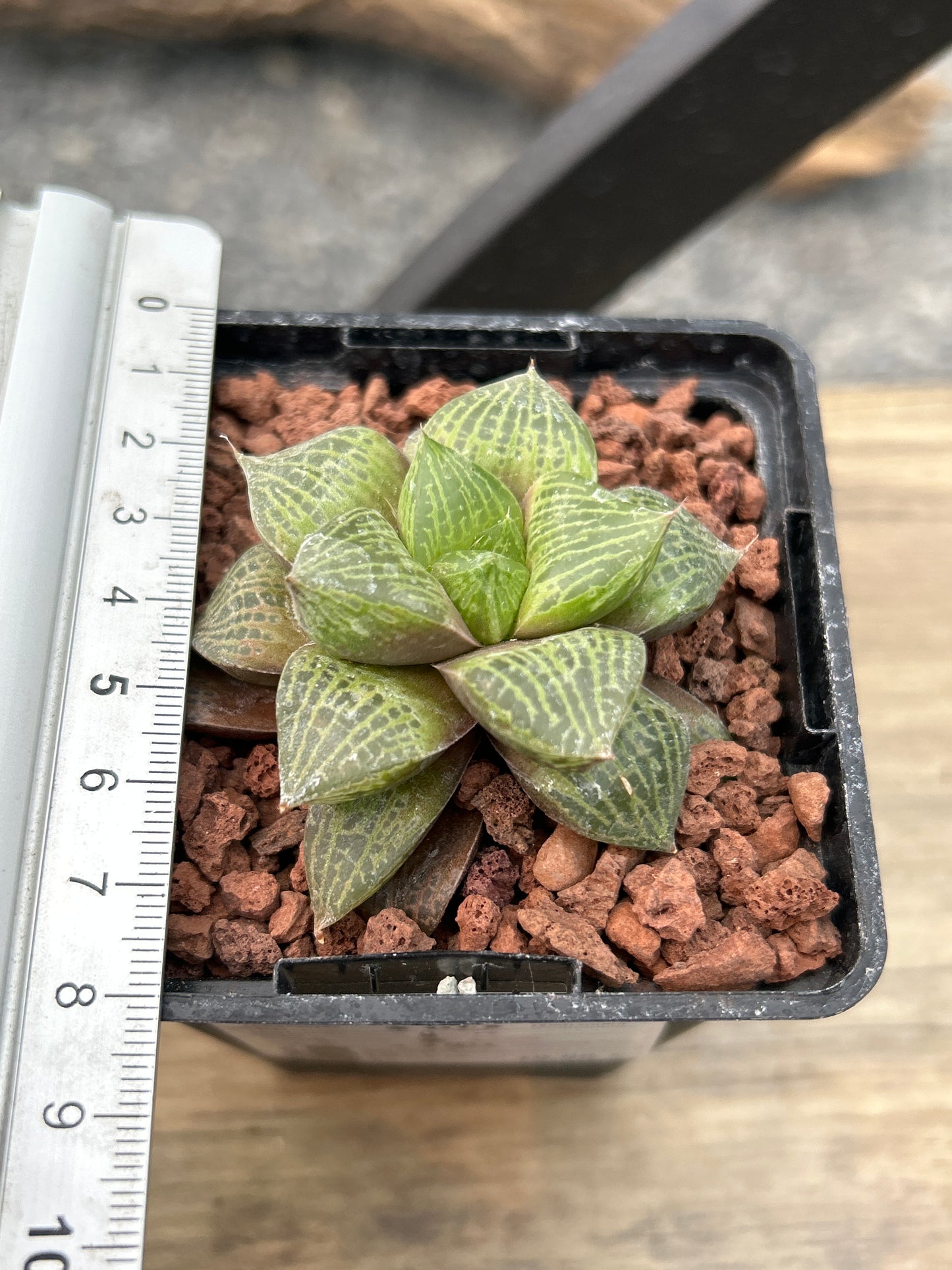 Haworthia 'Pearl of Dew'