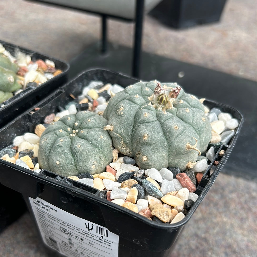 Lophophora williamsii (Peyote)