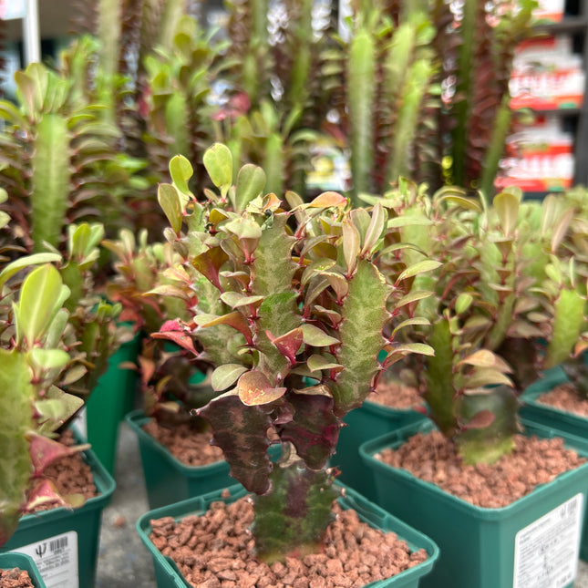 Euphorbia trigona 'Rubra'