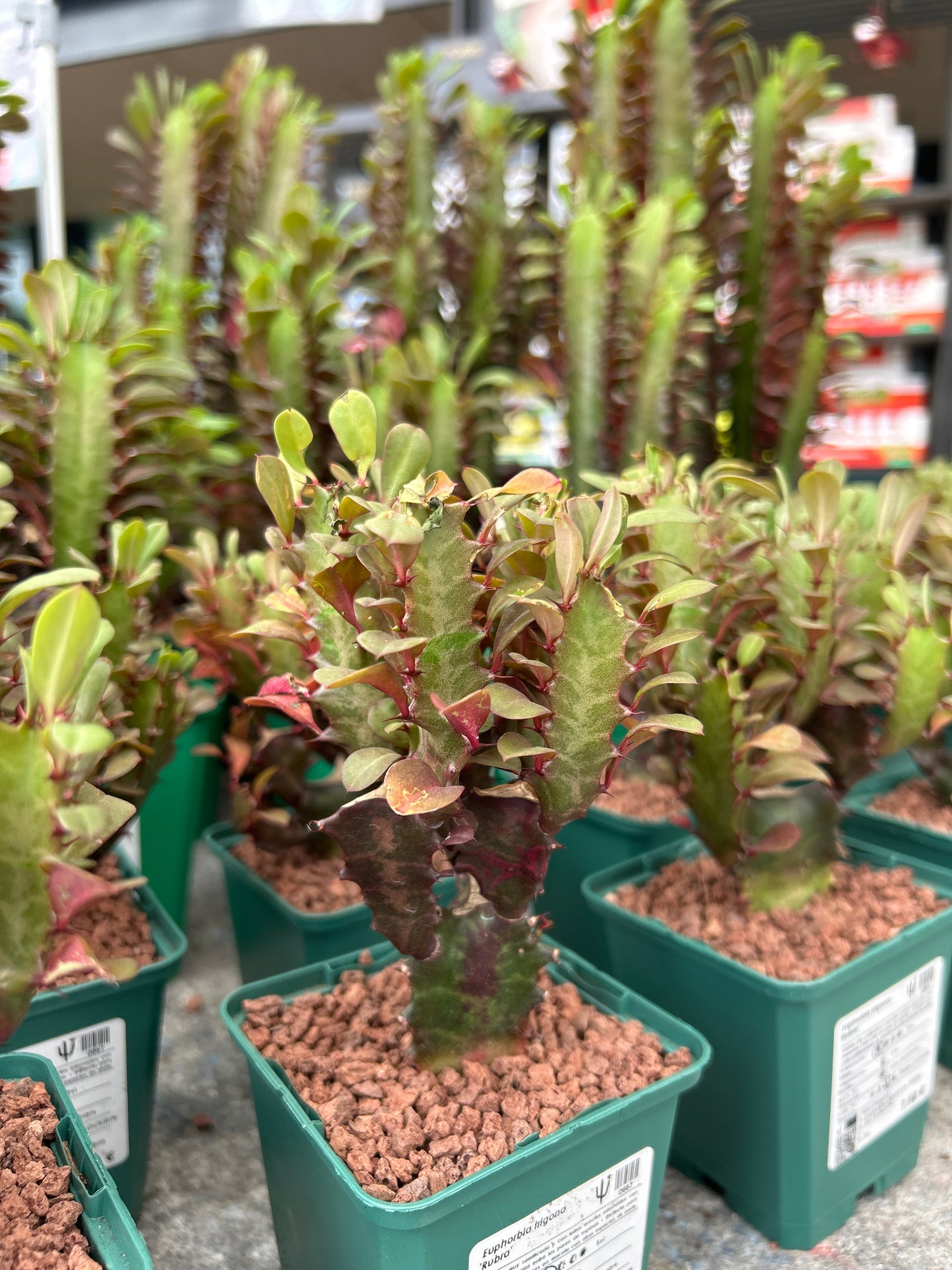 Euphorbia trigona 'Rubra'