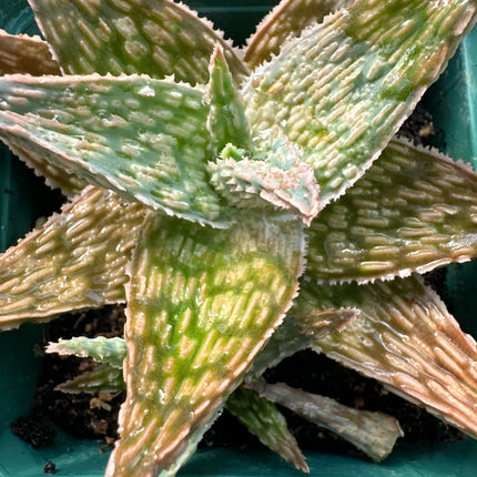 Aloe ‘Sugar Crystal’ | Aloe hibrido europeo