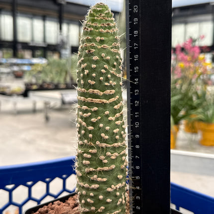Cleistocactus jujuyensis var. monstruosa