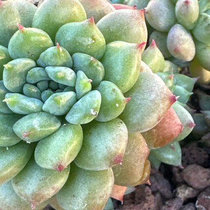 X Graptoveria 'Purple Dreams' | El sueño violeta