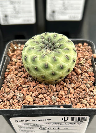 Weingartia rauschii ‘Green Apple’