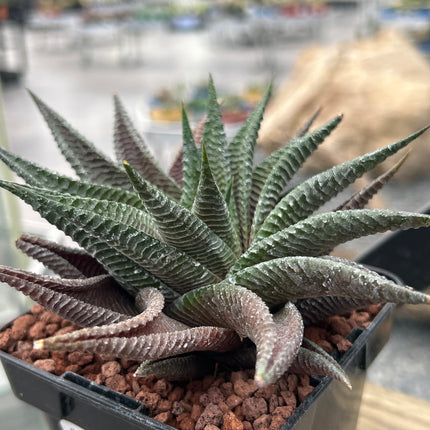 Haworthiopsis limifolia 'Twister'