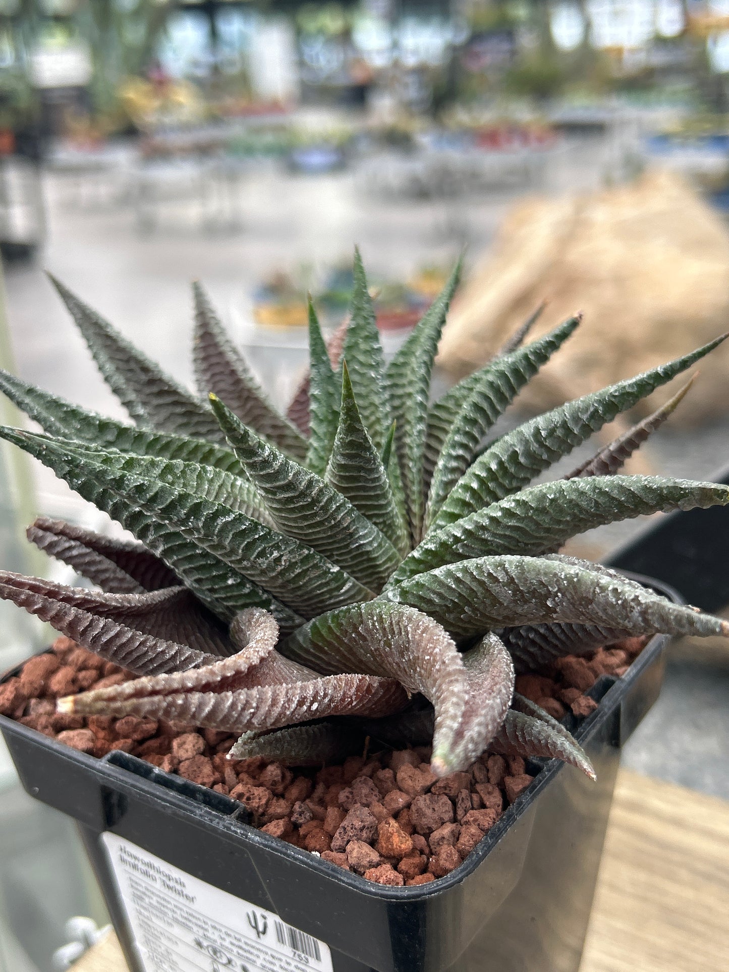 Haworthiopsis limifolia 'Twister'