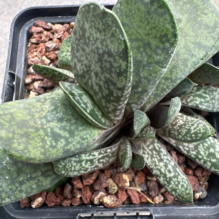 Gasteria armstrongii
