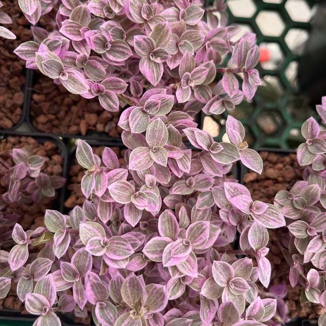 Callisia repens 'Pink lady'