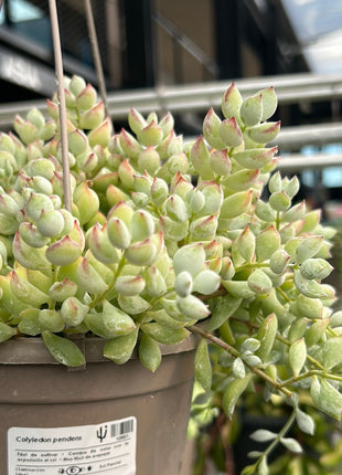 Cotyledon pendens
