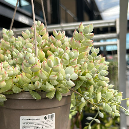 Cotyledon pendens