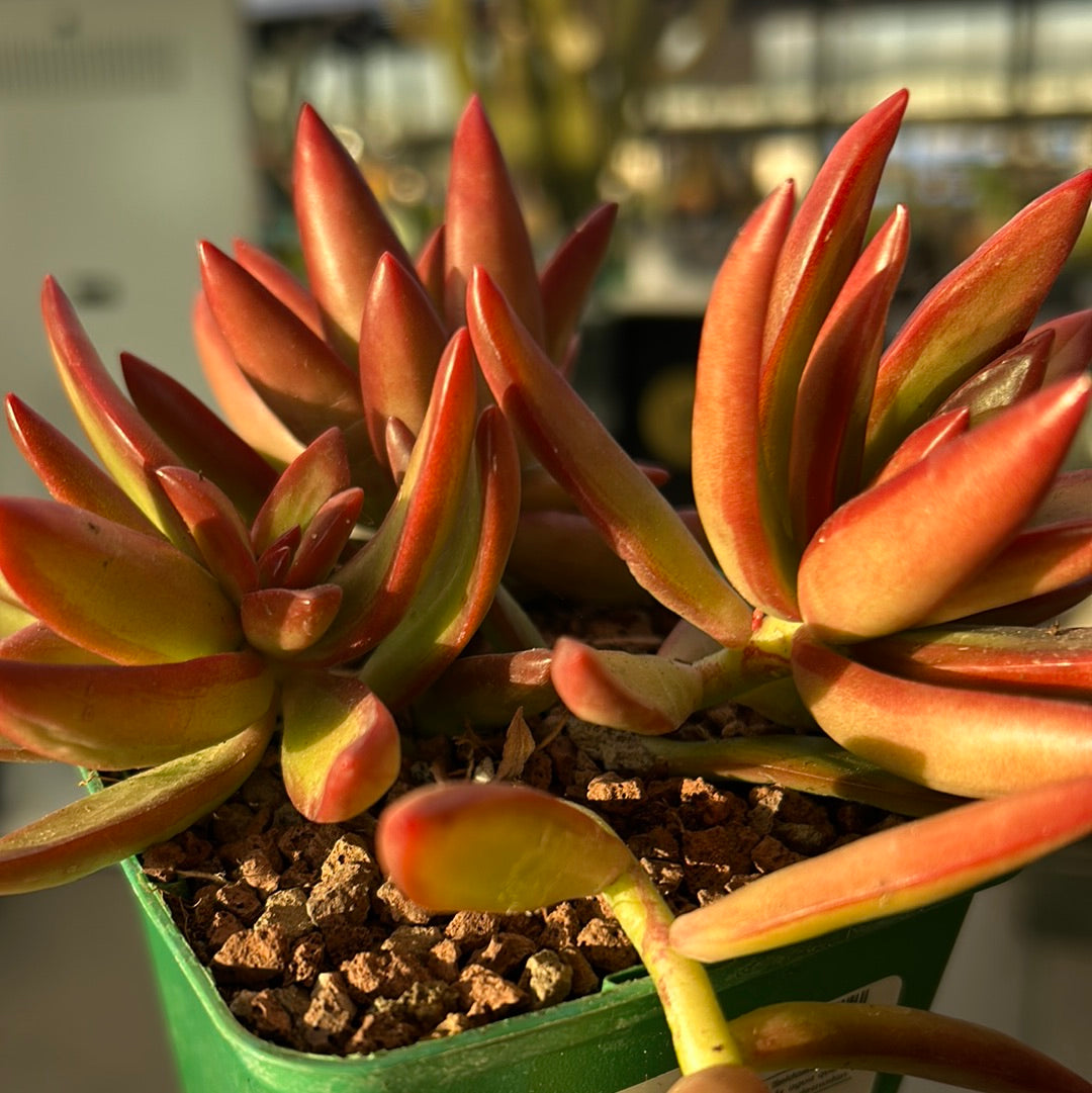 Sedum adolphii