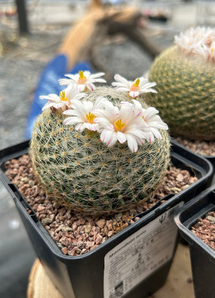 langsame Mammillaria